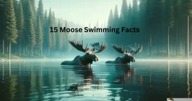 15 Unique moose swimming facts.