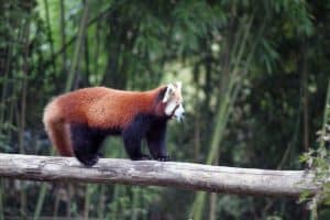 red panda crawling across tree